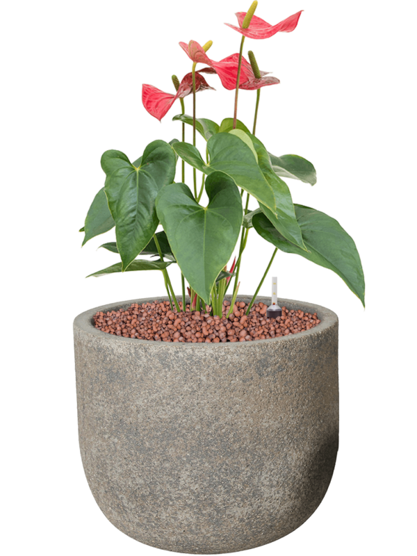 Anthurium andraeanum 'Sierra' in Cement Office Plant With Pot 52cm Height 21cm Dia