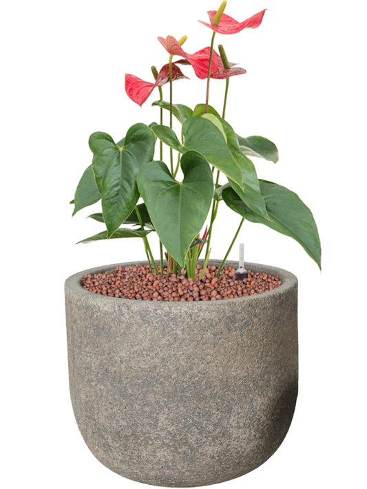 Anthurium andraeanum 'Sierra' in Cement Office Plant With Pot 52cm Height 21cm Dia