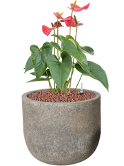 Anthurium andraeanum 'Sierra' in Cement Office Plant With Pot 52cm Height 21cm Dia