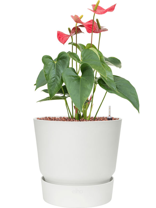 Anthurium andraeanum 'Sierra' in Greenville Office Plant With Pot 53cm Height 23.5cm Dia