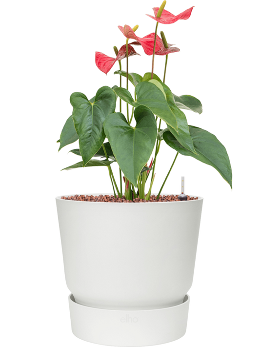 Anthurium andraeanum 'Sierra' in Greenville Office Plant With Pot 53cm Height 23.5cm Dia