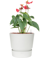 Anthurium andraeanum 'Sierra' in Greenville Office Plant With Pot 53cm Height 23.5cm Dia