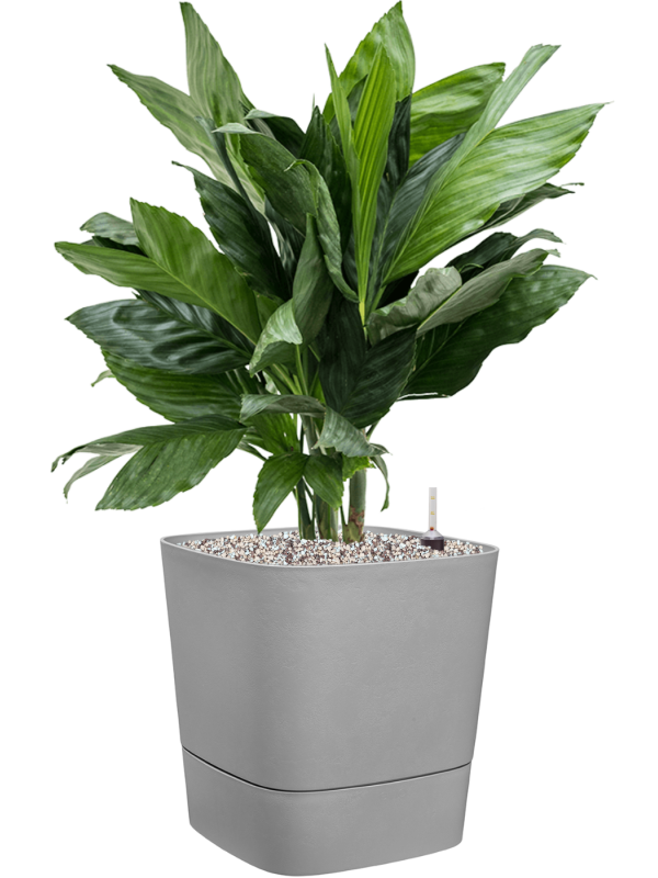 Chamaedorea metallica in Greensense Aqua Care Office Plant With Pot 77cm Height 28.5cm Dia