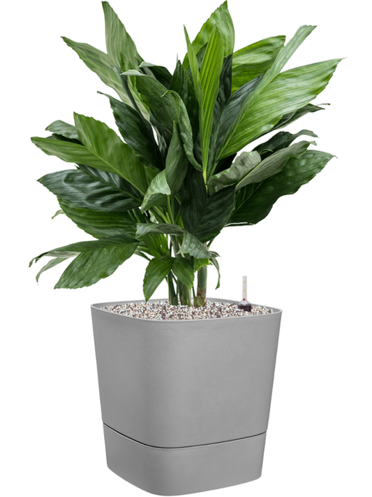 Chamaedorea metallica in Greensense Aqua Care Office Plant With Pot 77cm Height 28.5cm Dia