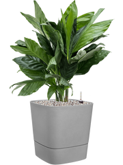 Chamaedorea metallica in Greensense Aqua Care Office Plant With Pot 77cm Height 28.5cm Dia