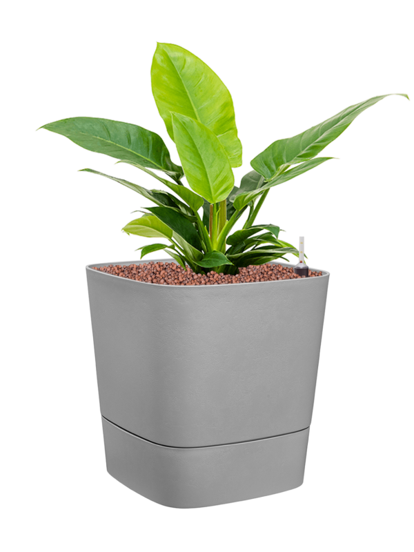 Philodendron 'Imperial Green' in Greensense Aqua Care Office Plant With Pot 56cm Height 28.5cm Dia