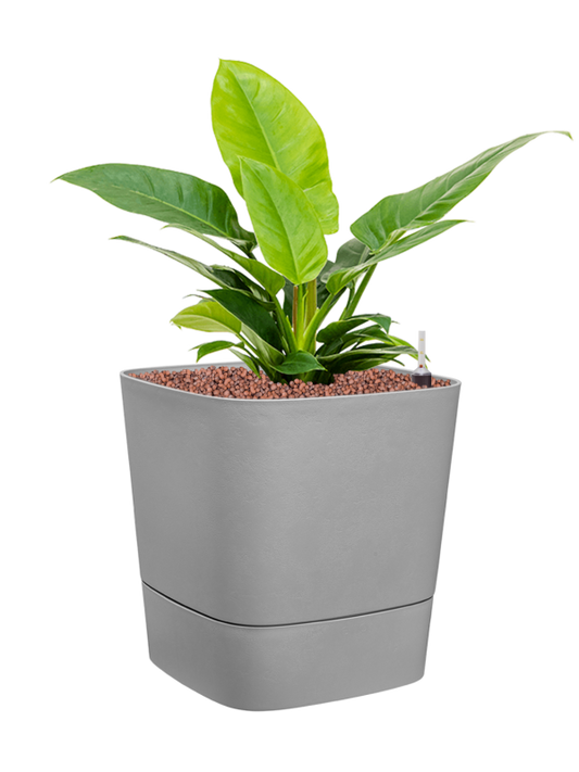 Philodendron 'Imperial Green' in Greensense Aqua Care Office Plant With Pot 56cm Height 28.5cm Dia