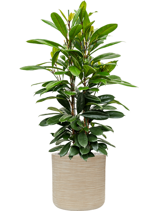 Ficus cyathistipula in Baq Dune Office Plant With Pot 132cm Height cm Dia