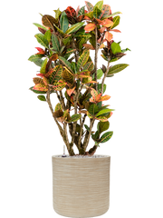 Croton (Codiaeum) variegatum 'Petra' in Baq Dune Office Plant With Pot 127cm Height cm Dia