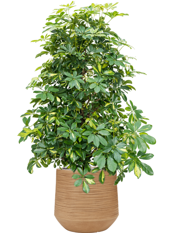 Schefflera arboricola 'Gold Capella' in Baq Dune Office Plant With Pot 128cm Height cm Dia