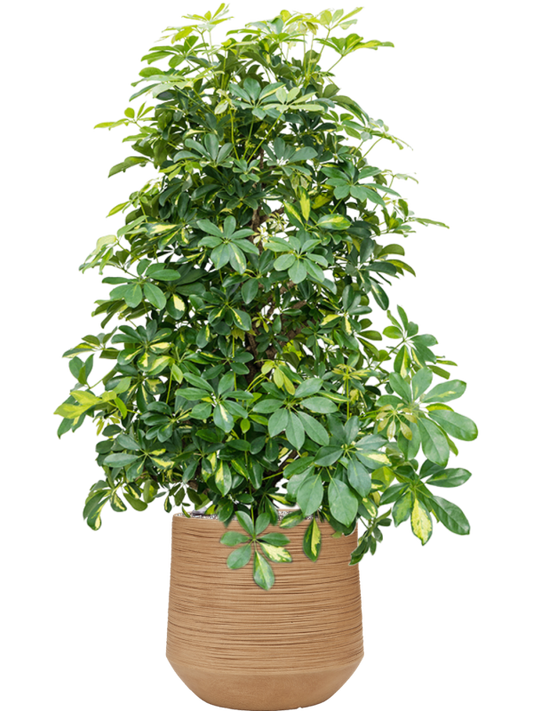 Schefflera arboricola 'Gold Capella' in Baq Dune Office Plant With Pot 128cm Height cm Dia