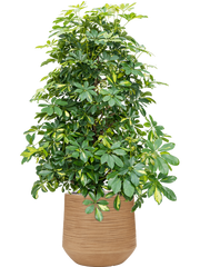 Schefflera arboricola 'Gold Capella' in Baq Dune Office Plant With Pot 128cm Height cm Dia