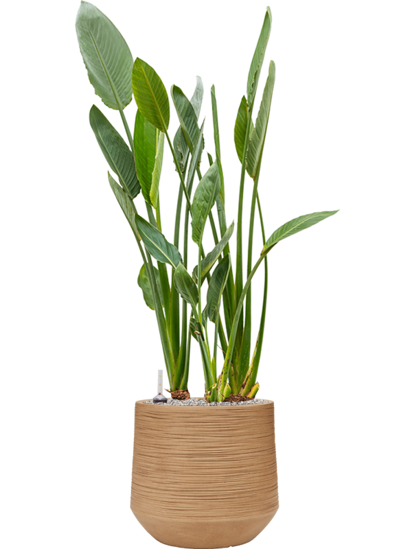 Strelitzia reginae in Baq Dune Office Plant With Pot 132cm Height cm Dia