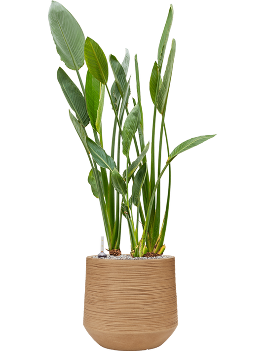 Strelitzia reginae in Baq Dune Office Plant With Pot 132cm Height cm Dia