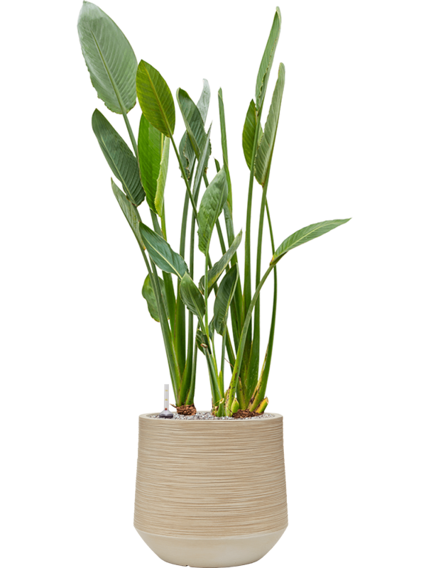 Strelitzia reginae in Baq Dune Office Plant With Pot 132cm Height cm Dia