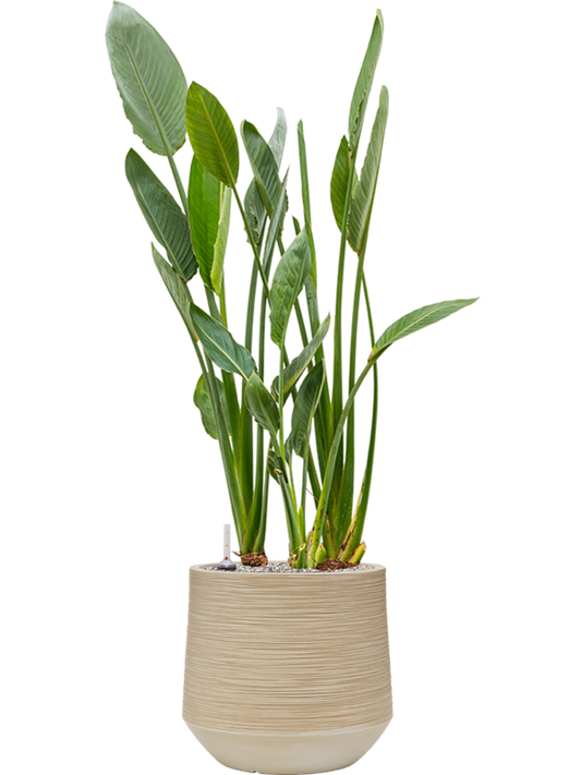 Strelitzia reginae in Baq Dune Office Plant With Pot 132cm Height cm Dia