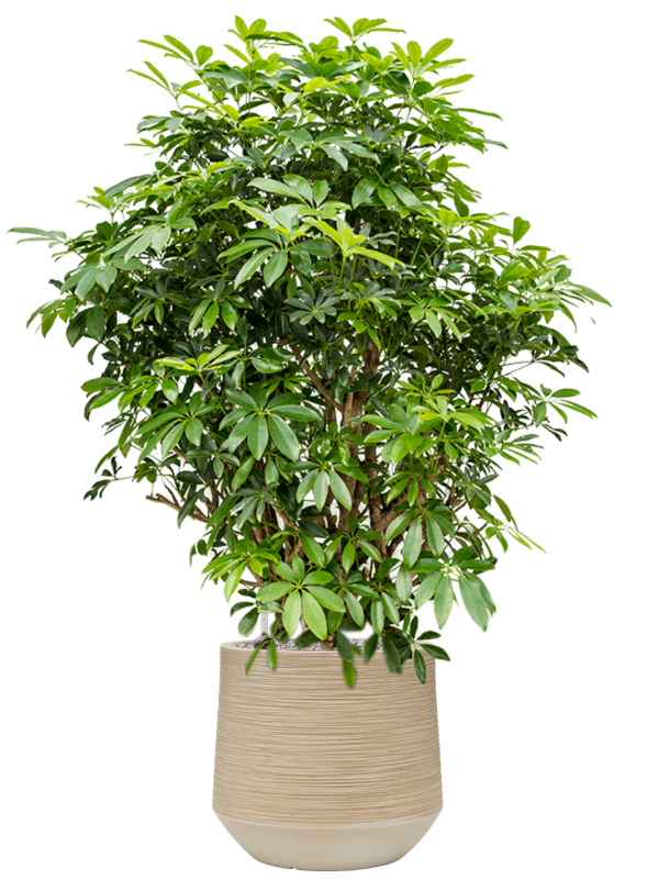 Schefflera arboricola 'Compacta' in Baq Dune Office Plant With Pot 135cm Height cm Dia