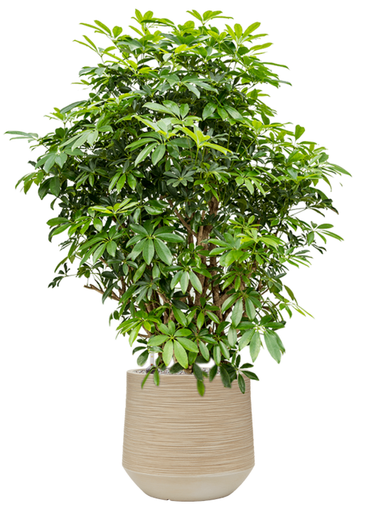 Schefflera arboricola 'Compacta' in Baq Dune Office Plant With Pot 135cm Height cm Dia