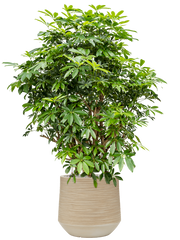 Schefflera arboricola 'Compacta' in Baq Dune Office Plant With Pot 135cm Height cm Dia