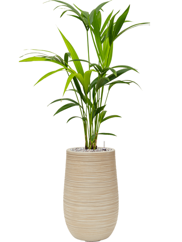 Kentia (Howea) forsteriana in Baq Dune Office Plant With Pot 102cm Height 18cm Dia