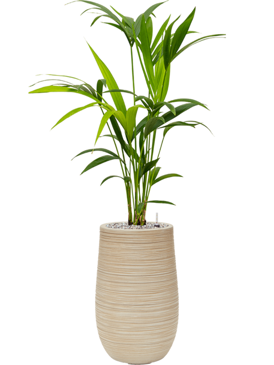 Kentia (Howea) forsteriana in Baq Dune Office Plant With Pot 102cm Height 18cm Dia