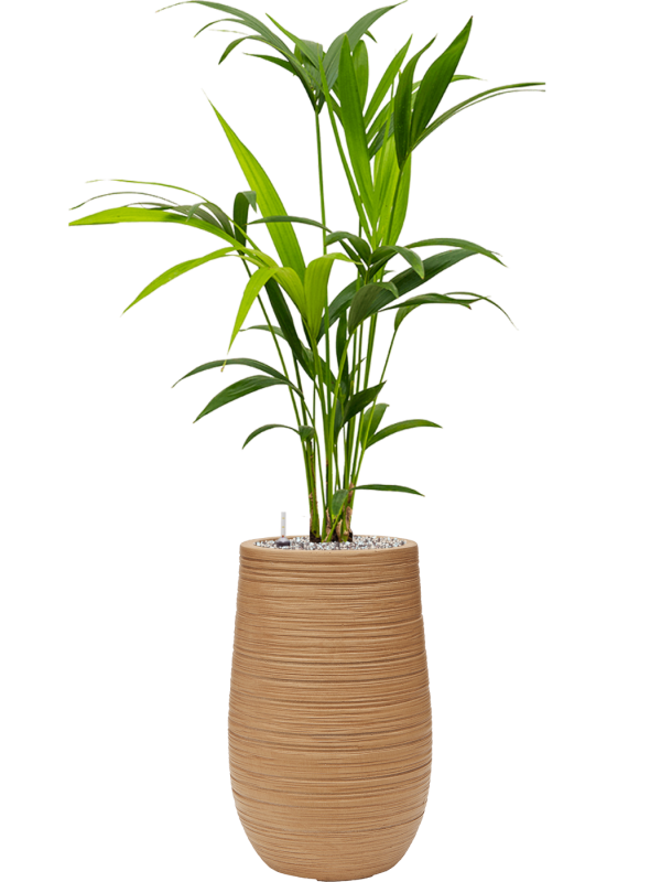 Kentia (Howea) forsteriana in Baq Dune Office Plant With Pot 103cm Height 18cm Dia