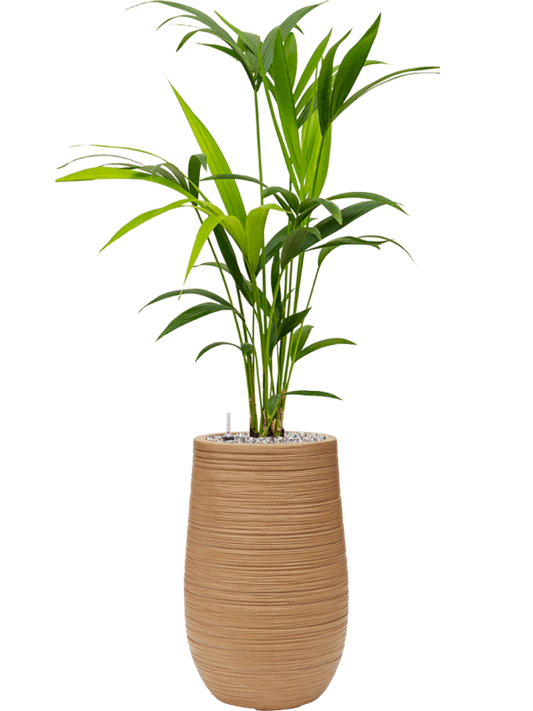 Kentia (Howea) forsteriana in Baq Dune Office Plant With Pot 103cm Height 18cm Dia