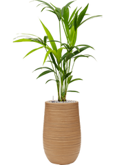 Kentia (Howea) forsteriana in Baq Dune Office Plant With Pot 103cm Height 18cm Dia