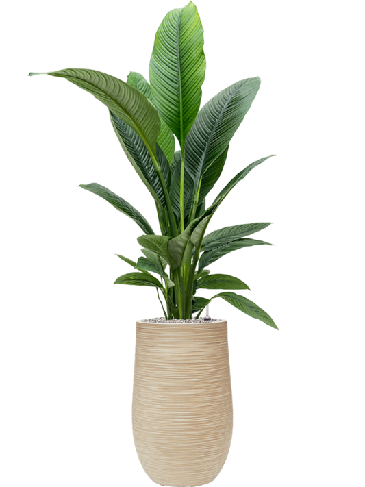 Spathiphyllum 'Sensation' in Baq Dune Office Plant With Pot 158cm Height 27cm Dia