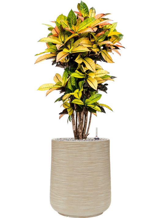 Croton (Codiaeum) variegatum 'Mrs. Iceton' in Baq Dune Office Plant With Pot 115cm Height 30cm Dia