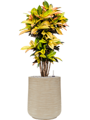 Croton (Codiaeum) variegatum 'Mrs. Iceton' in Baq Dune Office Plant With Pot 115cm Height 30cm Dia