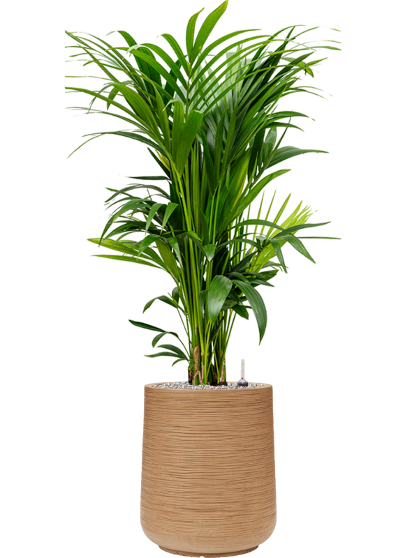 Kentia (Howea) forsteriana in Baq Dune Office Plant With Pot 135cm Height 30cm Dia