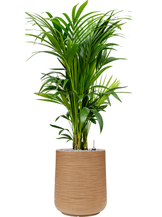 Kentia (Howea) forsteriana in Baq Dune Office Plant With Pot 135cm Height 30cm Dia