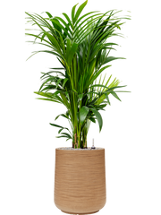 Kentia (Howea) forsteriana in Baq Dune Office Plant With Pot 135cm Height 30cm Dia