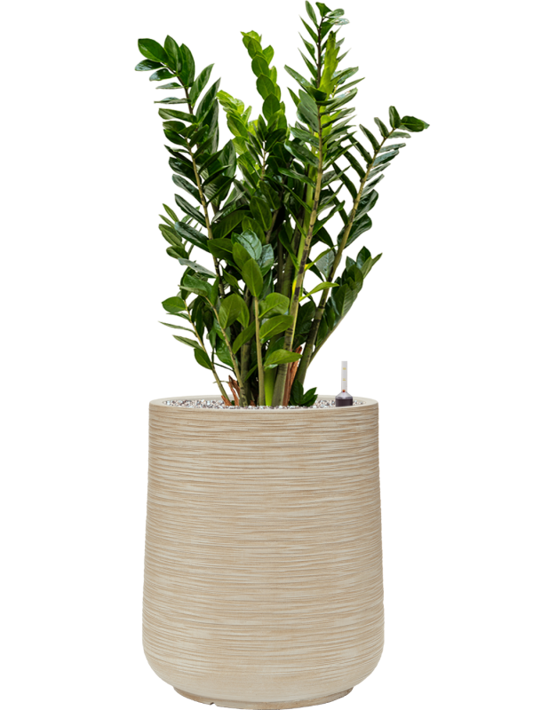 Zamioculcas zamiifolia in Baq Dune Office Plant With Pot 98cm Height 30cm Dia