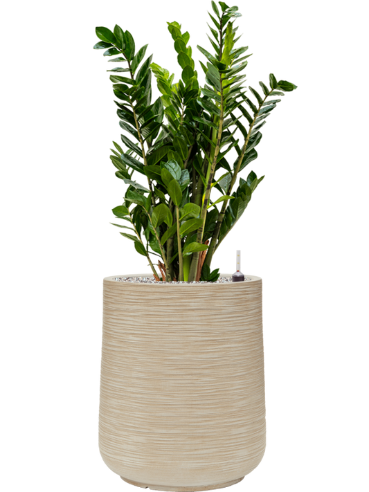 Zamioculcas zamiifolia in Baq Dune Office Plant With Pot 98cm Height 30cm Dia