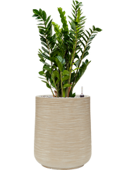 Zamioculcas zamiifolia in Baq Dune Office Plant With Pot 98cm Height 30cm Dia