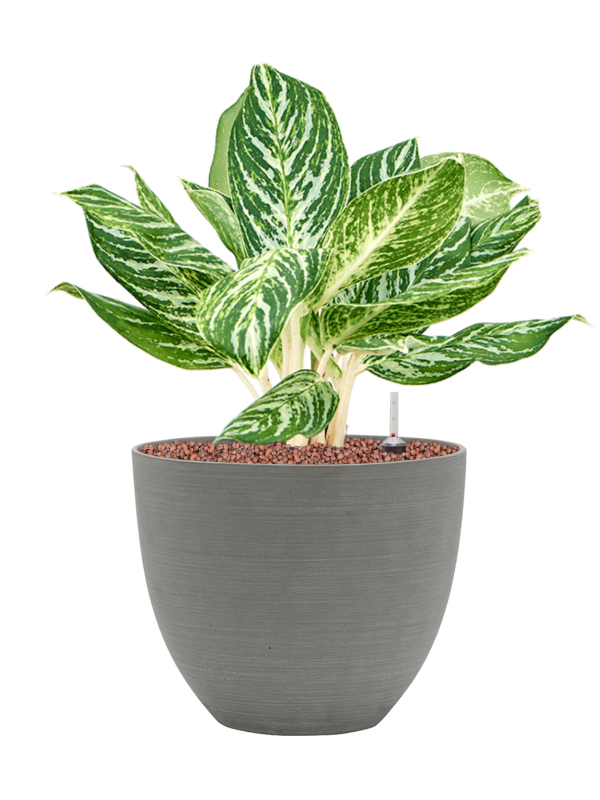 Aglaonema 'Madonna' in Refined Office Plant With Pot 47cm Height 24cm Dia