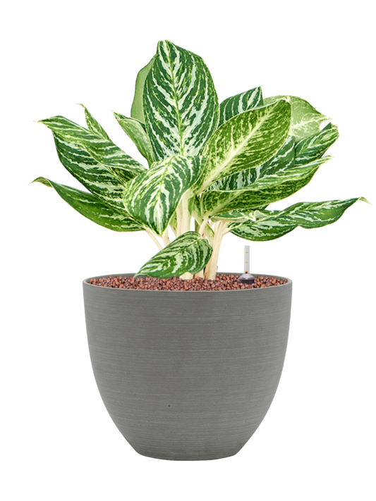 Aglaonema 'Madonna' in Refined Office Plant With Pot 47cm Height 24cm Dia