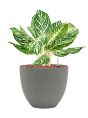 Aglaonema 'Madonna' in Refined Office Plant With Pot 47cm Height 24cm Dia