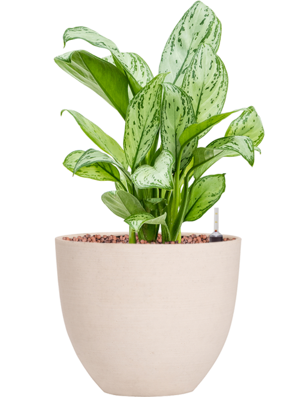 Aglaonema 'Christina' in Refined Office Plant With Pot 37cm Height 17cm Dia