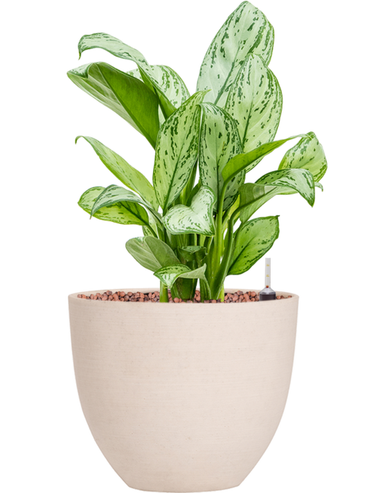 Aglaonema 'Christina' in Refined Office Plant With Pot 37cm Height 17cm Dia