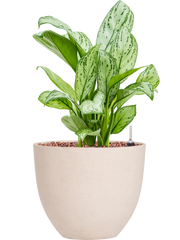 Aglaonema 'Christina' in Refined Office Plant With Pot 37cm Height 17cm Dia