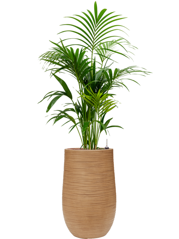 Kentia (Howea) forsteriana in Baq Dune Office Plant With Pot 148cm Height 27cm Dia