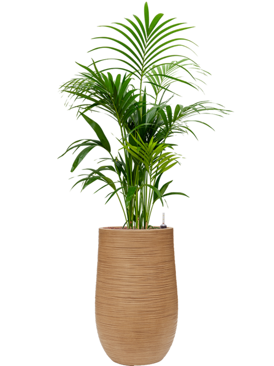 Kentia (Howea) forsteriana in Baq Dune Office Plant With Pot 148cm Height 27cm Dia