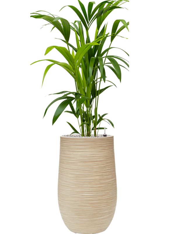 Kentia (Howea) forsteriana in Baq Dune Office Plant With Pot 134cm Height 27cm Dia