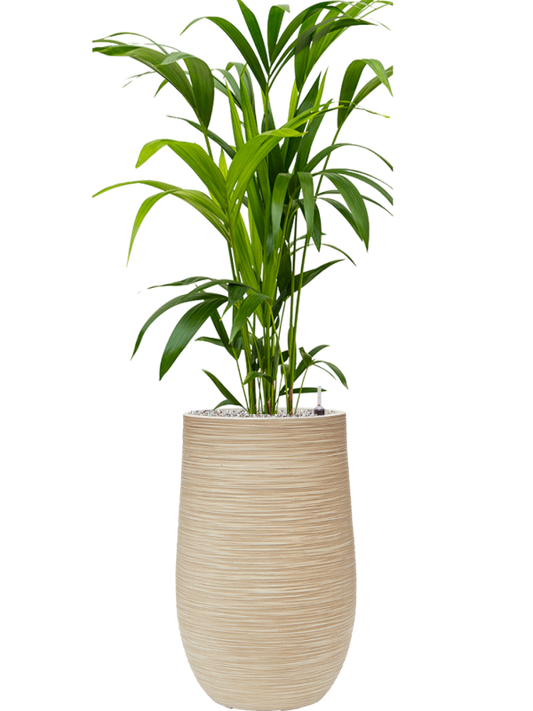 Kentia (Howea) forsteriana in Baq Dune Office Plant With Pot 134cm Height 27cm Dia