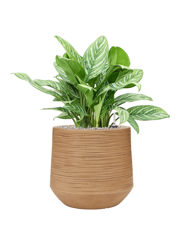 Aglaonema 'Stripes' in Baq Dune Office Plant With Pot 78cm Height 33cm Dia