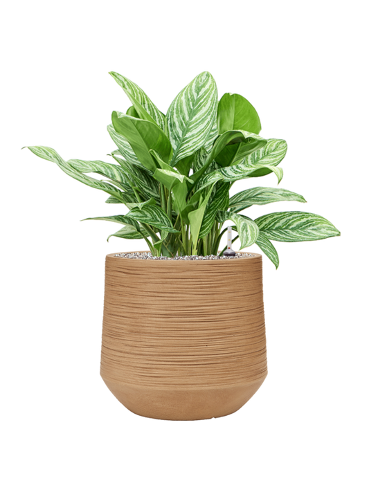 Aglaonema 'Stripes' in Baq Dune Office Plant With Pot 78cm Height 33cm Dia