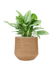 Aglaonema 'Stripes' in Baq Dune Office Plant With Pot 78cm Height 33cm Dia